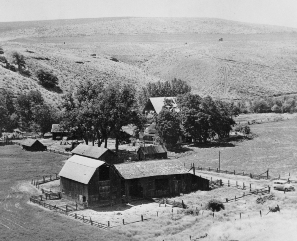 Absalom Bolton Stock & Wheat Ranch, Boyd, about 1958.