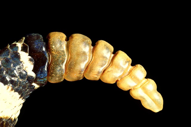 Close view of the infamous rattle.  The segments are loosely interlinked like a chain, producing a startling "buzz" when the snake vibrates its tail at high speed.