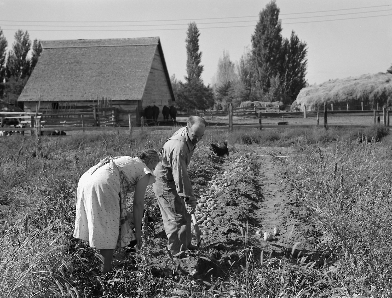 dorothea lange essay topic dorothea lange essay topic