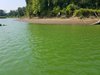 Willamette River, algal bloom