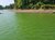 Willamette River, algal bloom