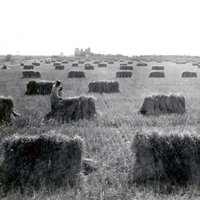 Agriculture and Ranching