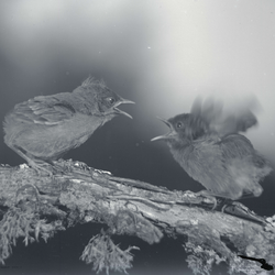Two young pacific yellowthroats quarreling. "May the Best Man Win."