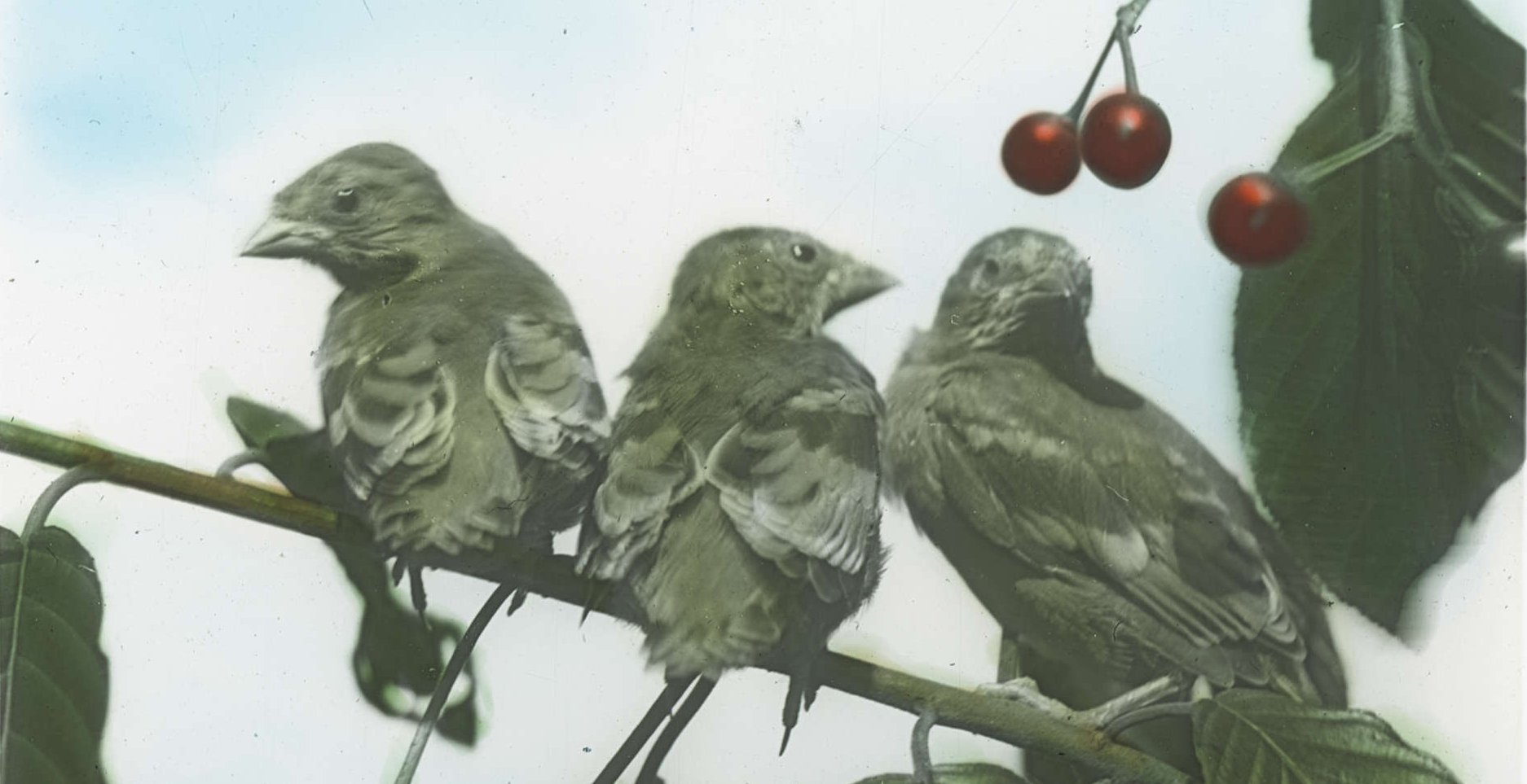 cx_Birds on a branch c1900_OSUP202_series07_box11_0009.jpg