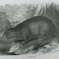 Environment and Natural Resources