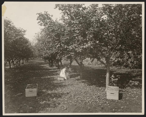 Hazelnuts
