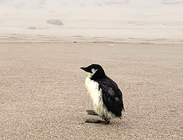 Hundreds of dead birds washed up along the Oregon Coast in 2015, including common murres. Similar die-offs continued into 2023.