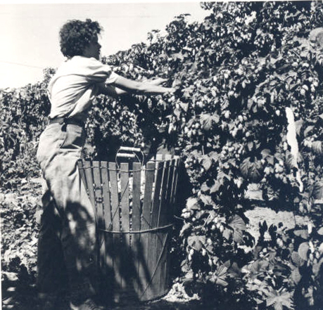 Migratory field worker picks hops.