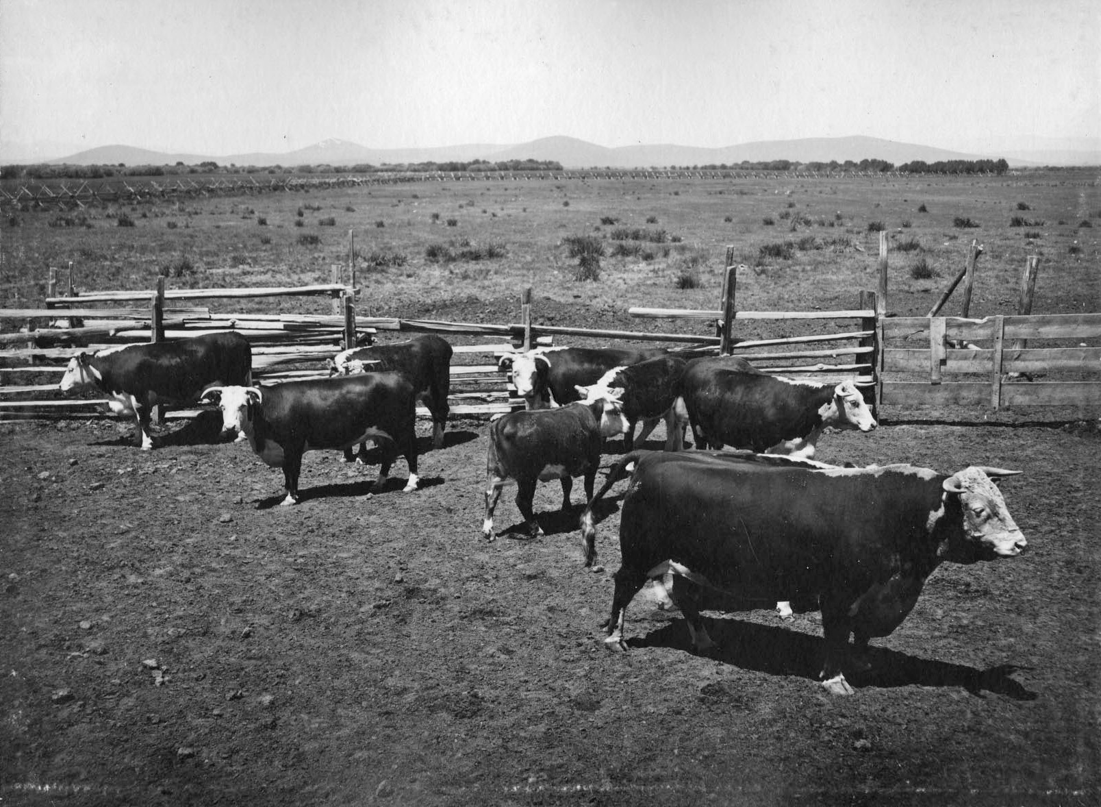 Chandler Hereford Ranch