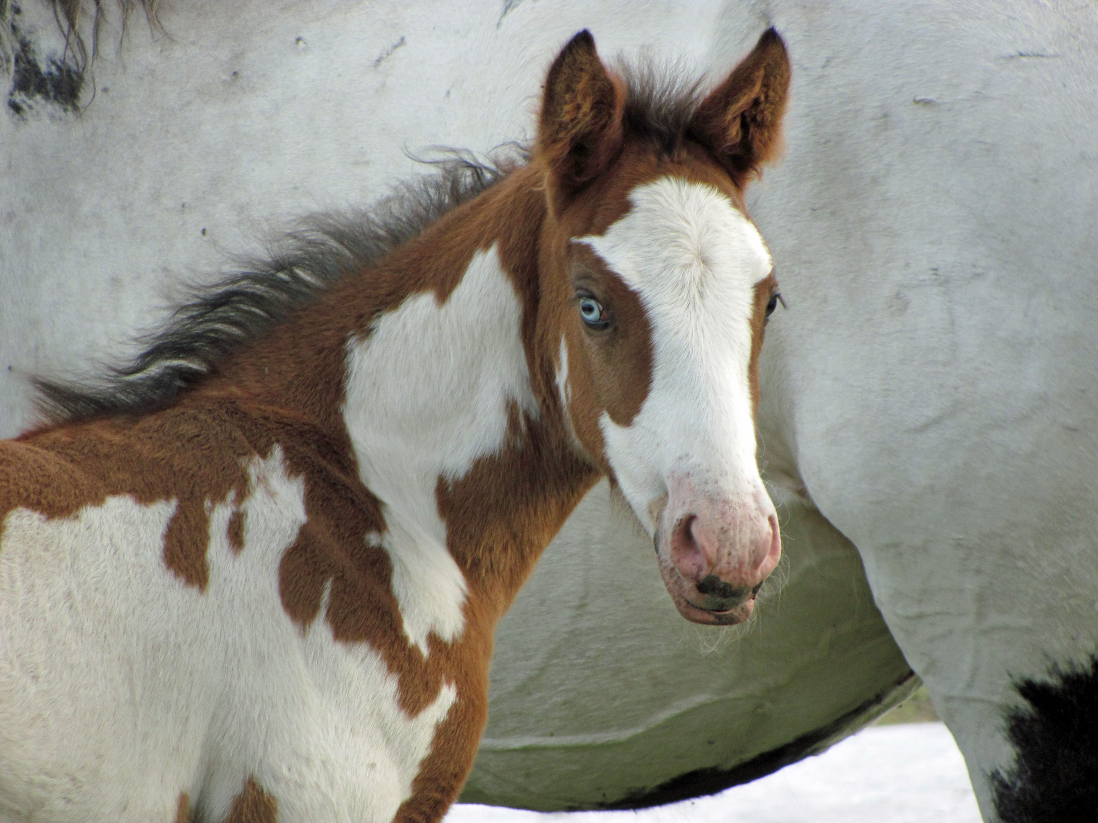 Horses For Sale In Oregon Craigslist 30 - merdo0g