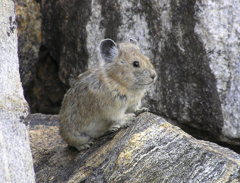 What is pikas
