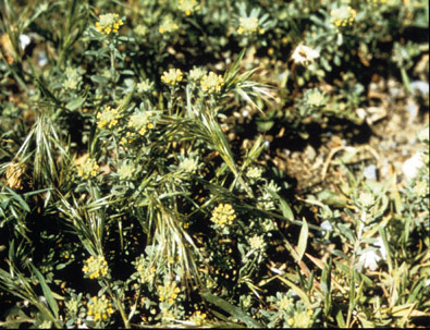 Pale madwort (Alyssum alyssoides (Brassicaceae)).