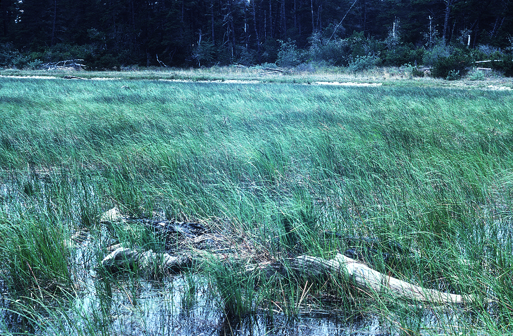 Bluebill Lake at Horsfall Dunes, 1979.