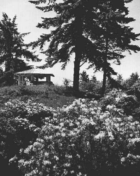 Azalea State Park near Brookings, 1942.