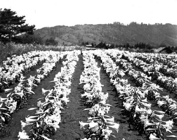 Easter Lilies near Brookings, 1941.