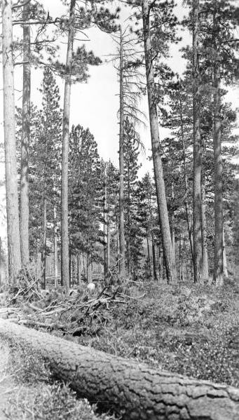 Brooks Scanlon Lumber Company, Camp 1, harvesting ponderosa pines, July 1922.