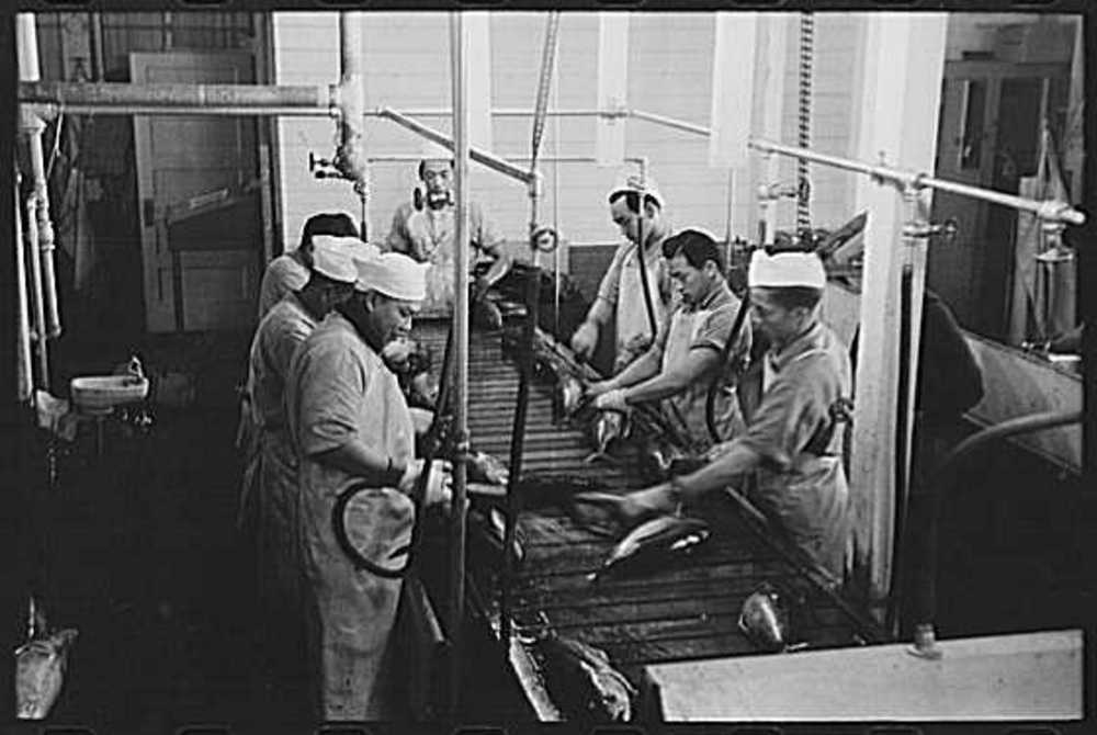 Gutting tuna at the CRPA, Astoria, Sept. 1941.