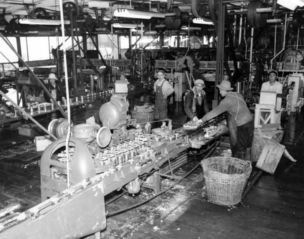 Canning line at the CRPA cannery at Naknek, Alaska, 1954.