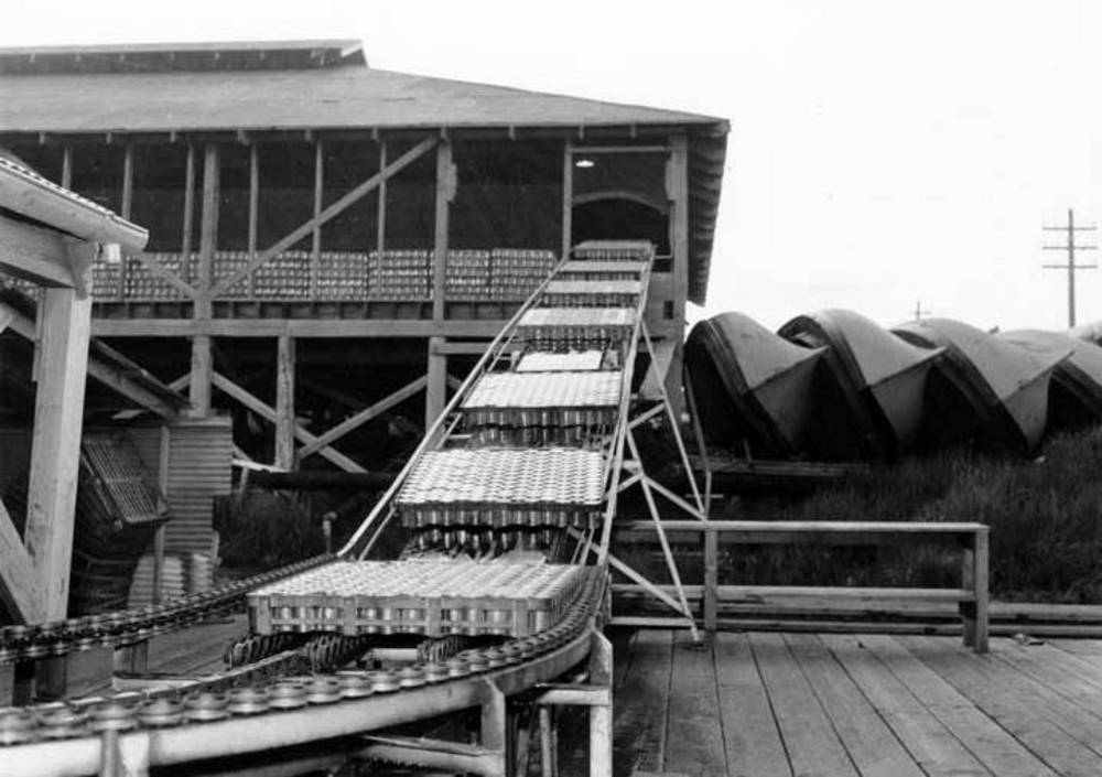 Canning line at CRPA cannery, Naknek, Alaska, 1954.
