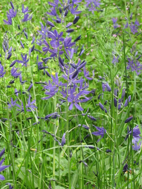 Camas