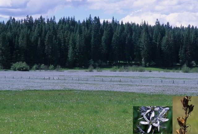 Today's populations of C. quamash ssp. quamash (flowers, fruit), fragmented by humans and land use, are now undergoing recovery using the combined tools and efforts of Nez Perce and National park service scientists.