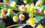 Oregon grape