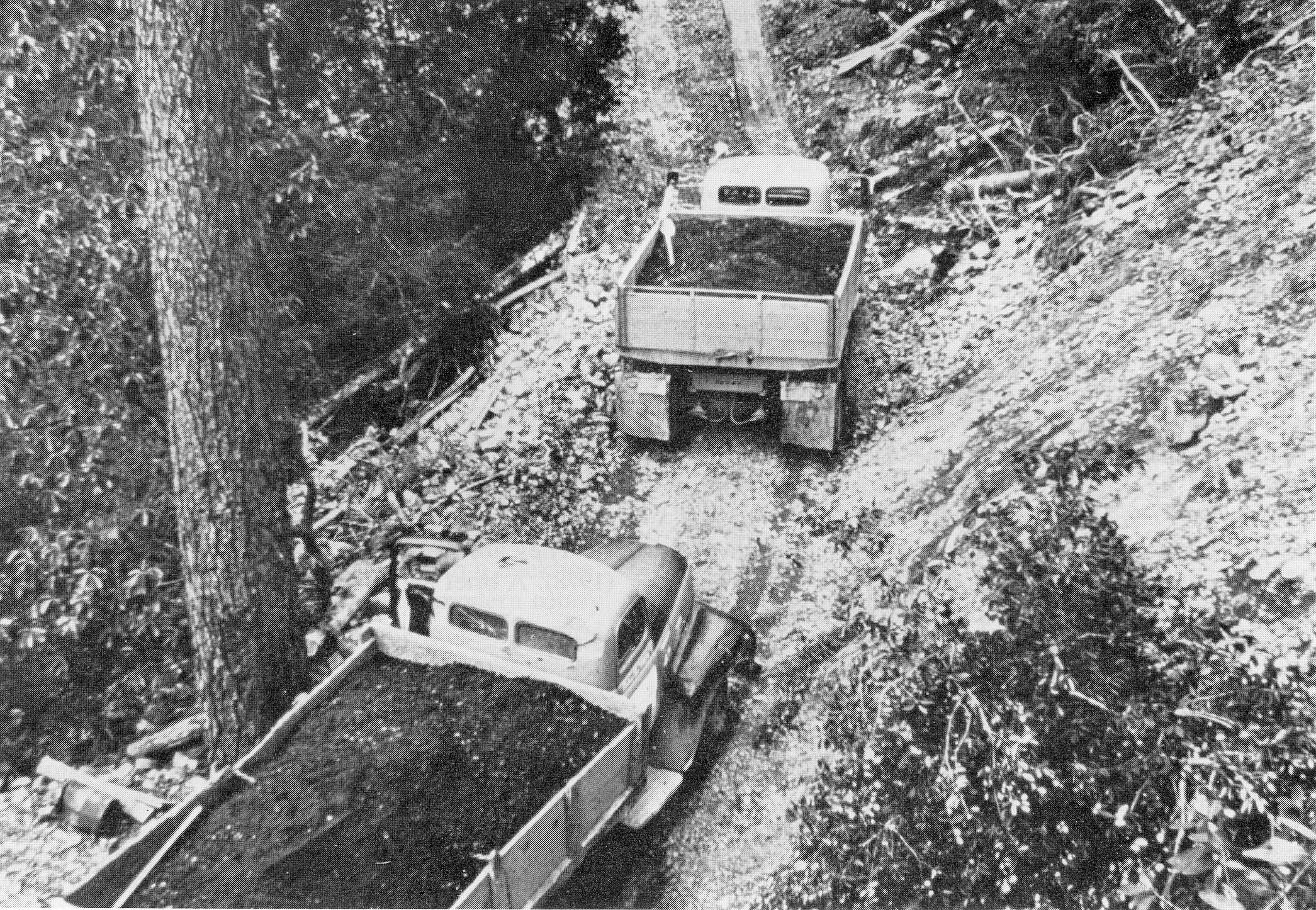 Trucks from Mine 249 in Josephine County bound for Grants Pass, 1954.