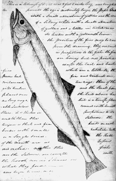 William Clark's sketch of a white salmon