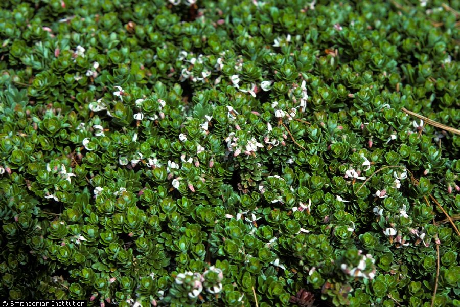 Cranberry (Vaccinium macrocarpon Aiton).