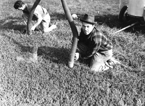 Jim Olson using vacuum tube to harvest cranberries, 1946.