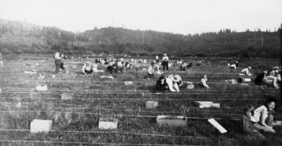 Cranberry harvesting at Delmoor cranberry bogs, Clatsop Plains, 1932.