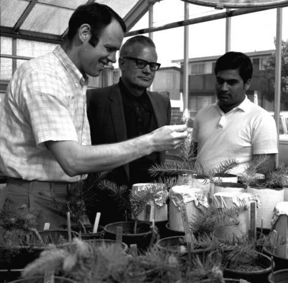 Douglas fir seedlings at Oregon State University greenhouse, 1971. A.N. Roberts, Kim Black, and Harbans Sing Bhella (l to r).
