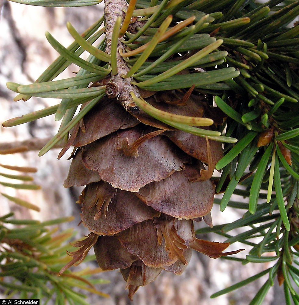 douglas fir tree cone