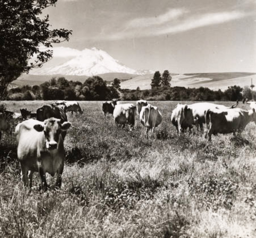 Dairy cows near Dufur, with Mt. Hood in the distance.