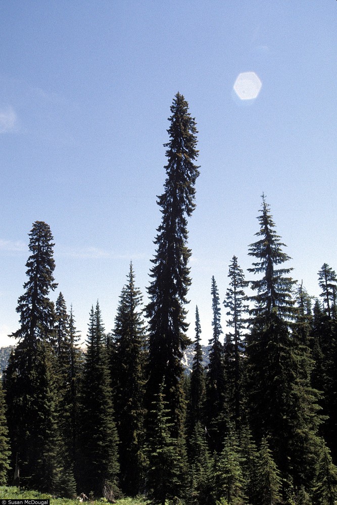 Engelmann spruce (Picea engelmannii Parry ex Engelm.).