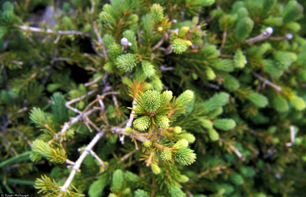 Engelmann Spruce