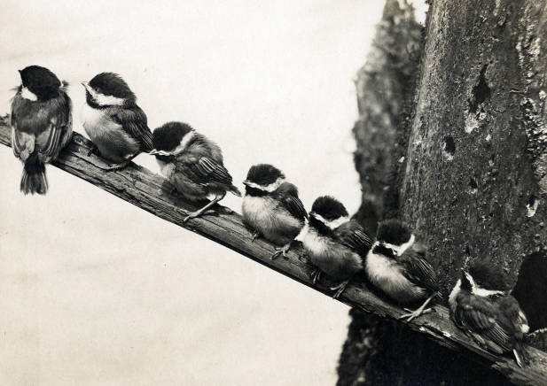 Finley's photo of chickadees, about 1908.