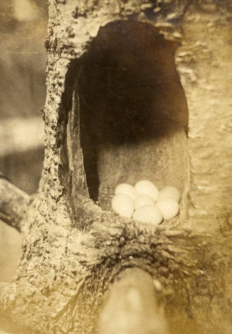 Finley's photo of a flicker nest, about 1908.