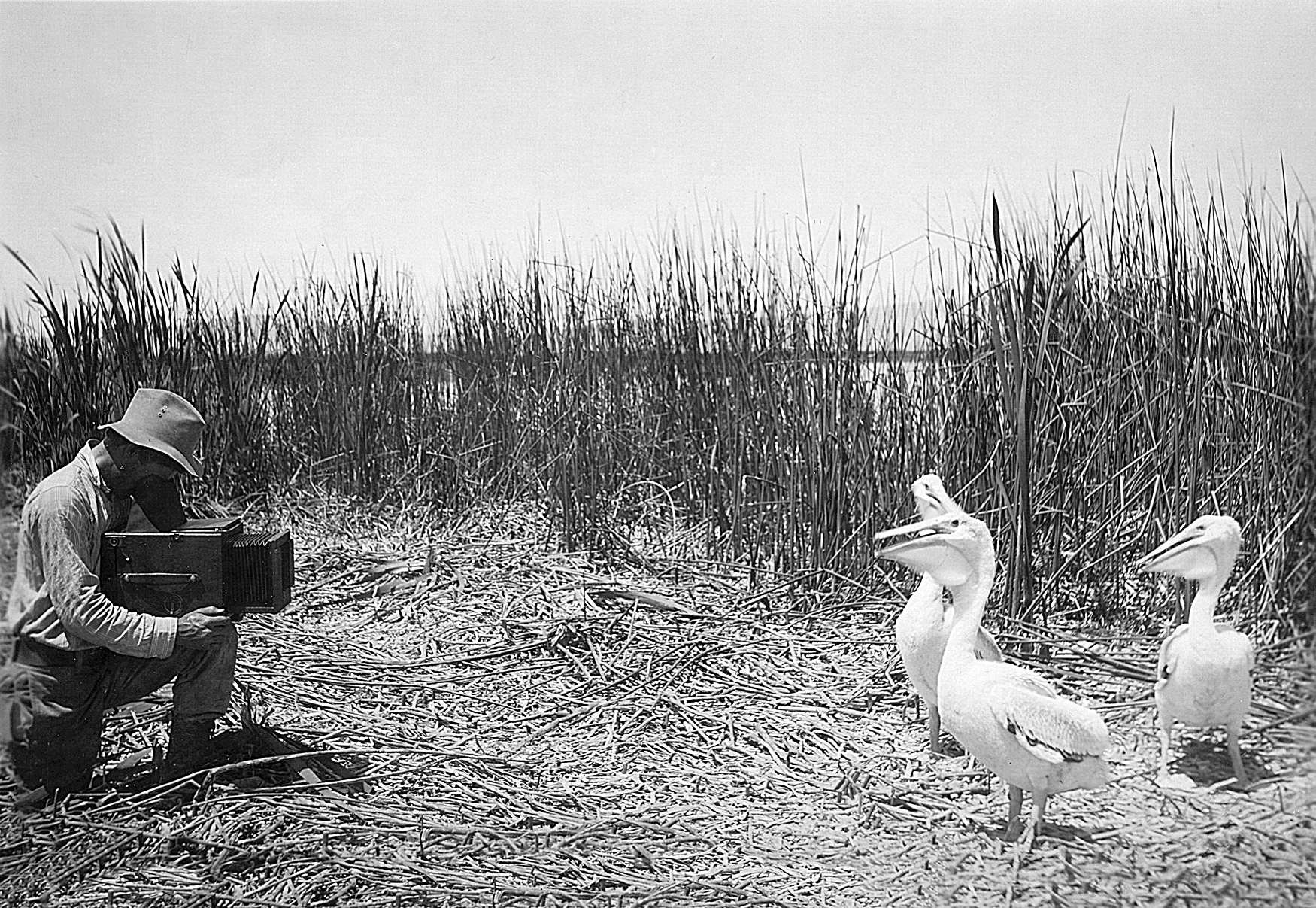 William Finley with white pelicans at Lower Klamath Lake, 1905.