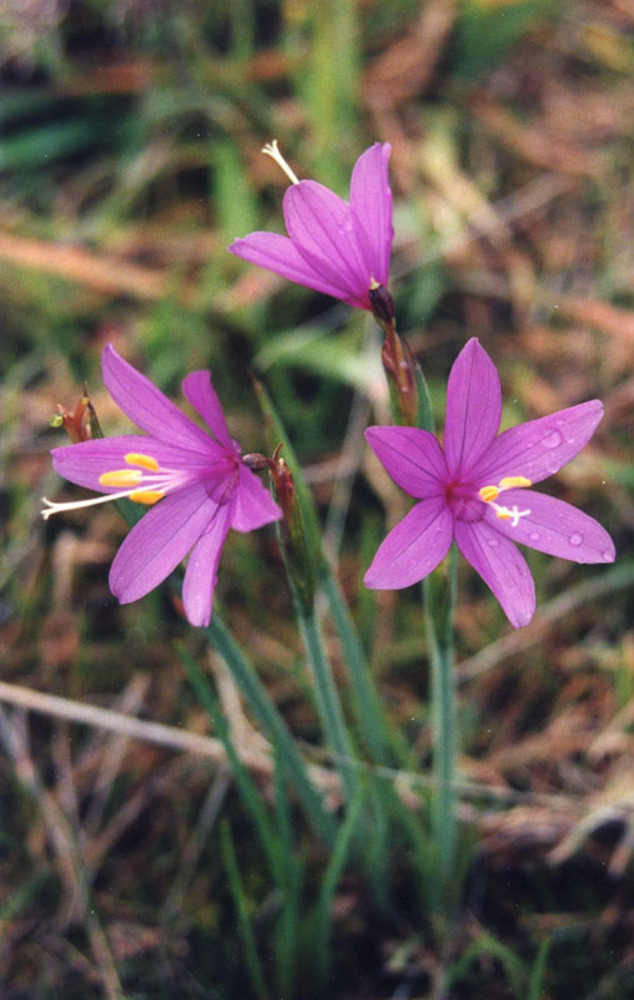 Grass Widow (Olsynium Raf.) at the Tom McCall Nature Conservancy Preserve east of Mosier.