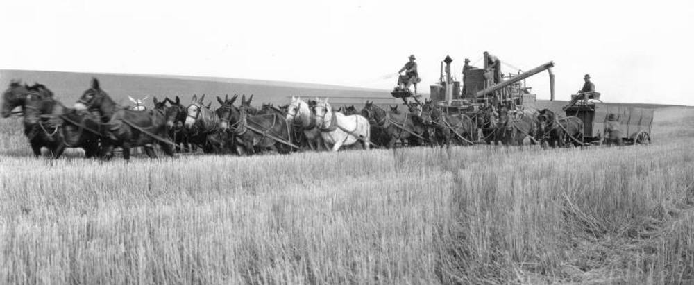 Combine drawn by 26 head of mules and horses in a field of Federation wheat on the W.N. Myrick ranch, Athena, July 1925.