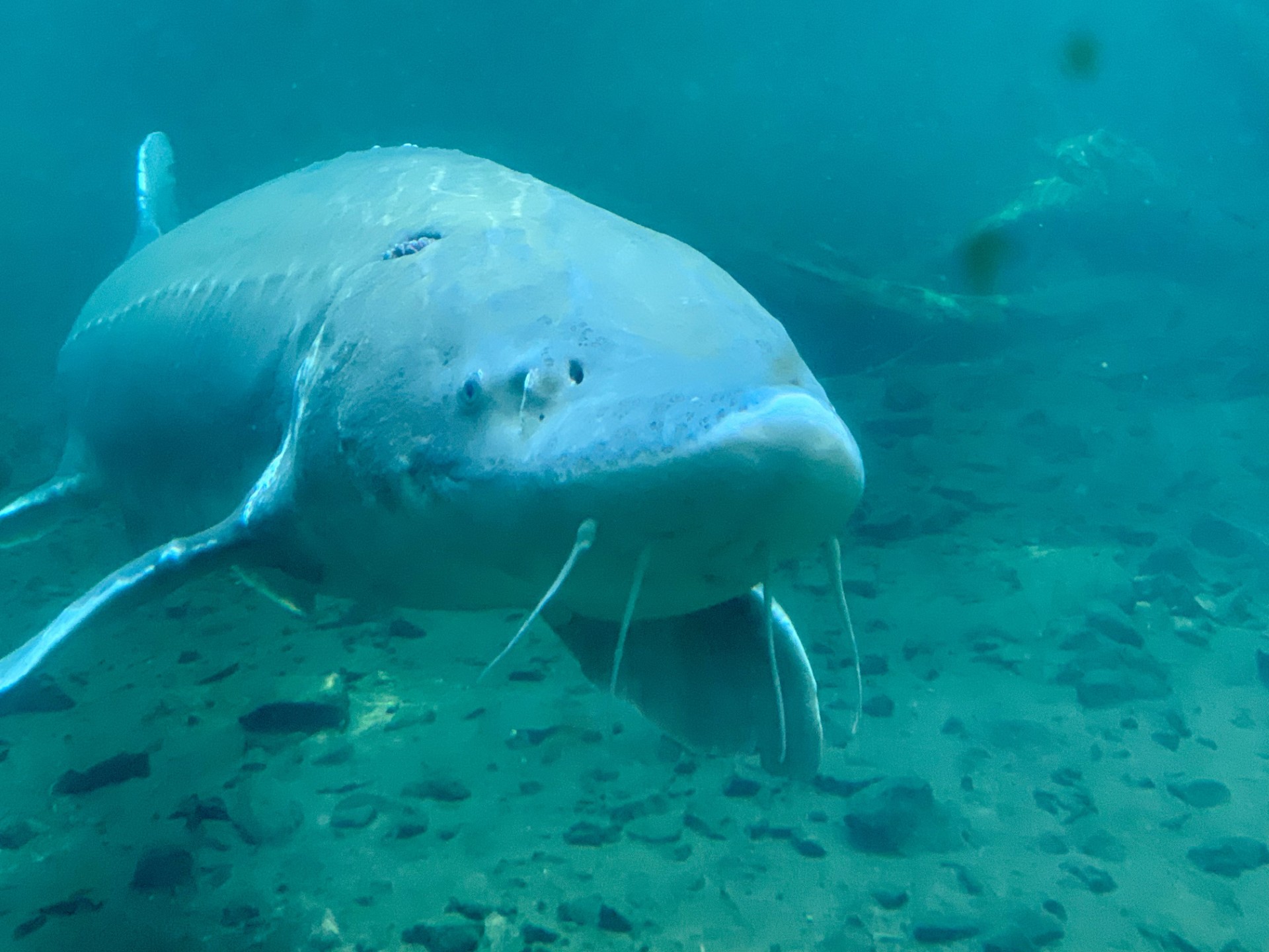 Herman the Sturgeon