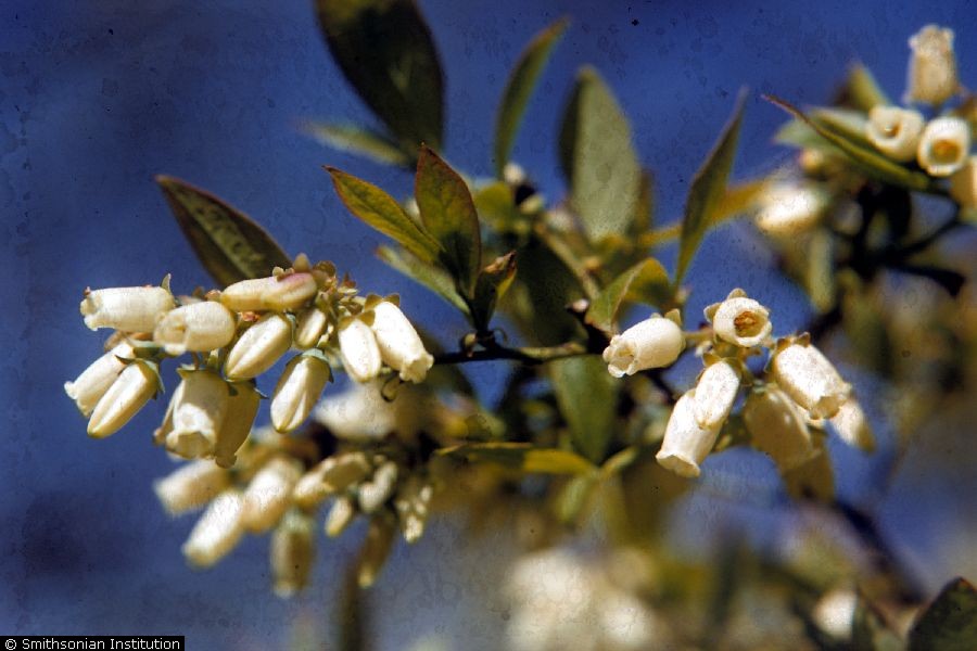 Highbush blueberry (Vaccinium corymbosum L.).