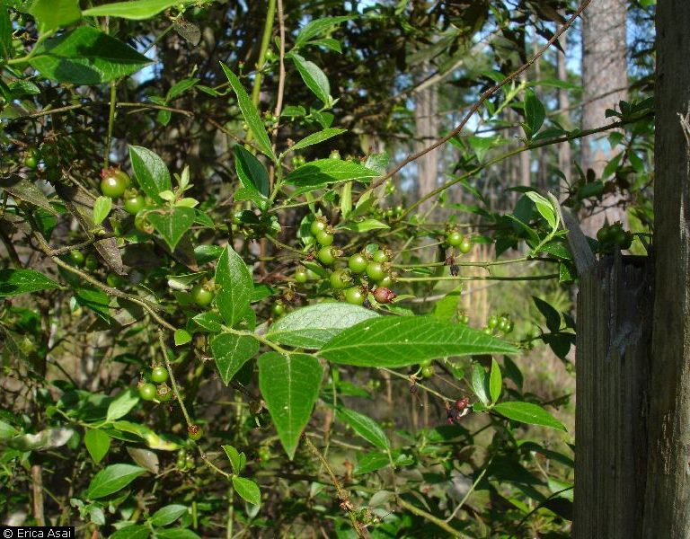 Highbush blueberry (Vaccinium corymbosum L.).