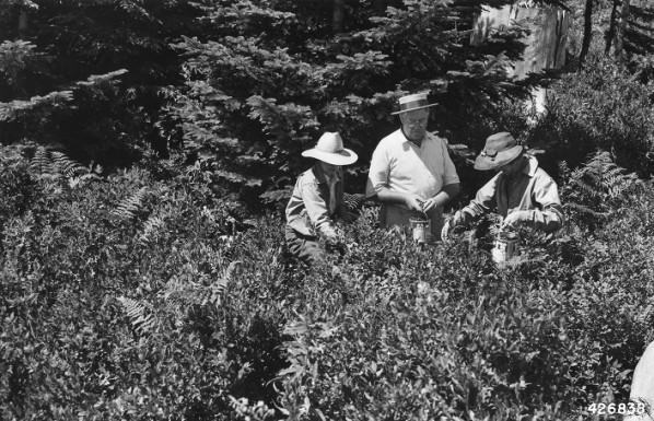 Huckleberry picking at Larch Mountain, Multnomah County, Aug. 1943.