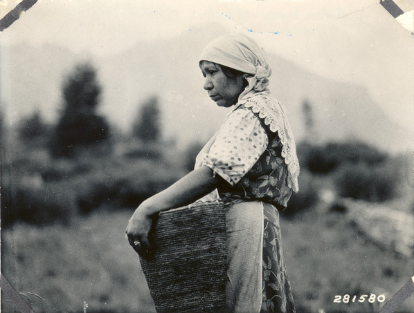 Indian woman picking huckleberries, Gifford Pinchot National Forest, WA, Aug. 1933.