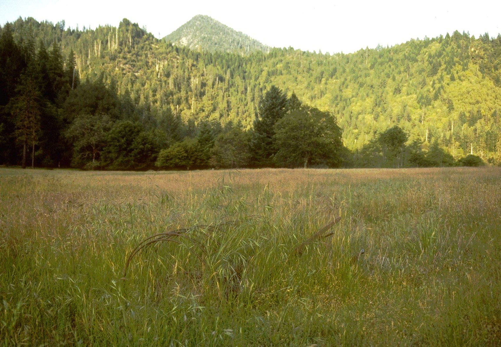 Old Homestead Meadow, Kalmiopsis Wilderness.