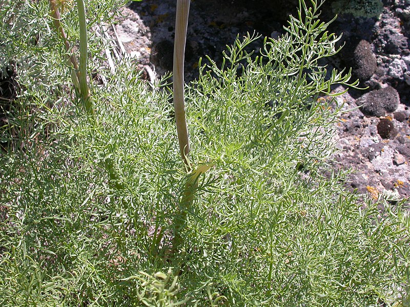 Fernleaf biscuitroot