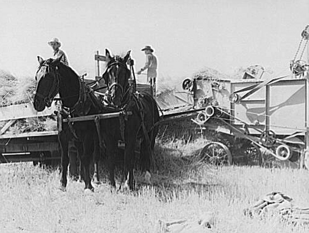 Threshing, five miles west of Malin, Aug. 1939.