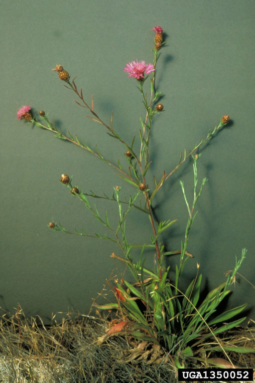 Meadow knapweed.